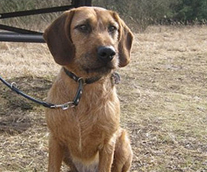 DBV01790 Alena vom Lupusforst