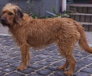 DBV 01836 Amelie von der Burg Abendberg